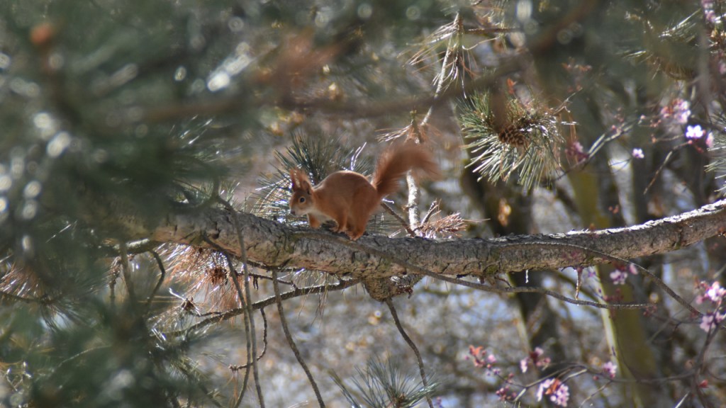 Eichhörnchen auf einem Ast (© Cornelia Hebrank, 2021)