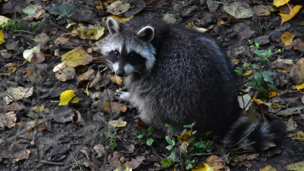 Ein Waschbär (© Cornelia Hebrank, 2022)