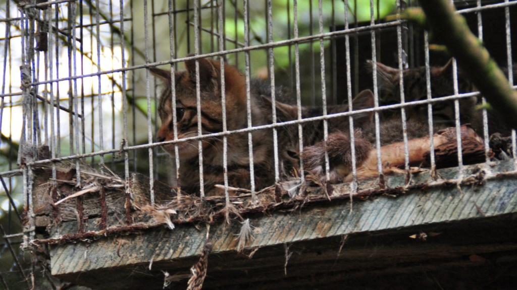 Wildkatze in einem Wildpark (© Cornelia Hebrank, 2015)