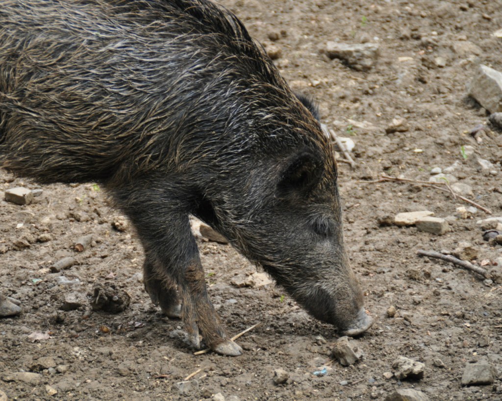Ausgewachsenes Wildschwein (© Cornelia Hebrank, 2011)