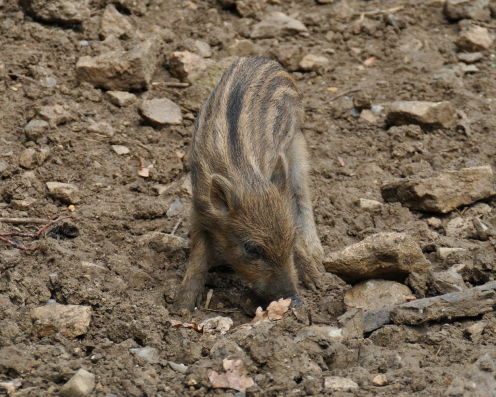 Europäische Tierarten im&nbsp;Fokus