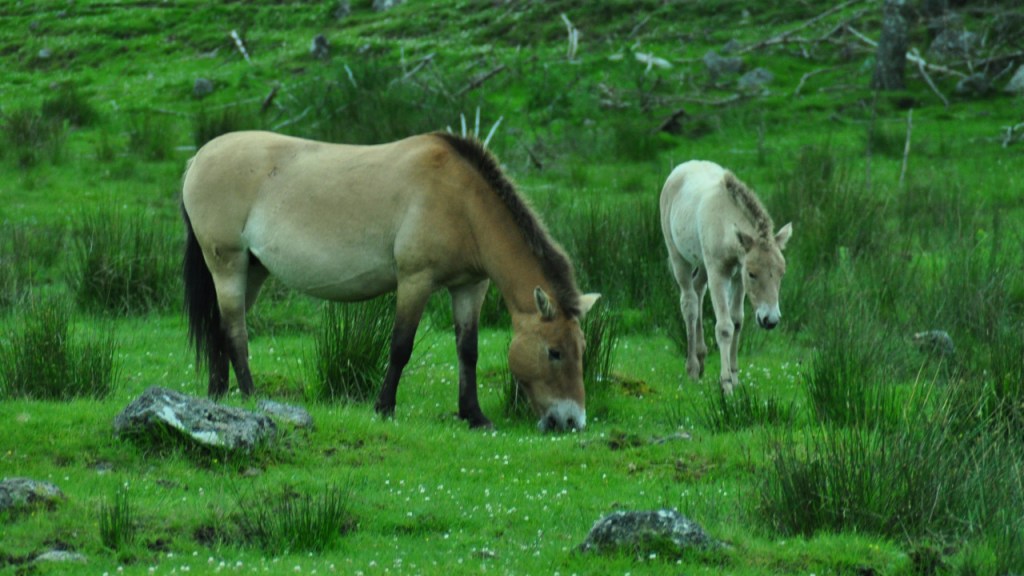 Przewalski-Pferde beim Grasen (© Cornelia Hebrank, 2015)