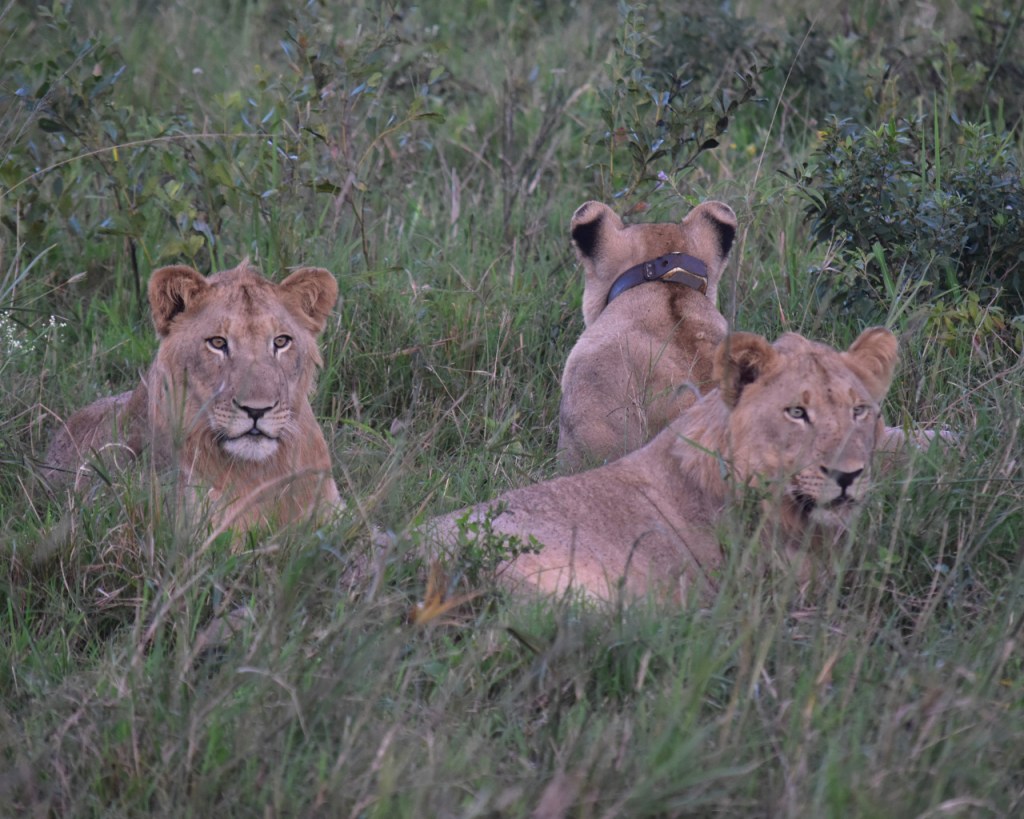 Ein Löwenrudel, von dem ein Tier ein Halsband mit Sender trägt (© Cornelia Hebrank, 2024)