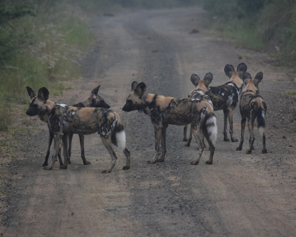 Ein Hyänenhunde-Rudel, von denen ein Tier ein Sender-Halsband trägt (© Cornelia Hebrank, 2024)