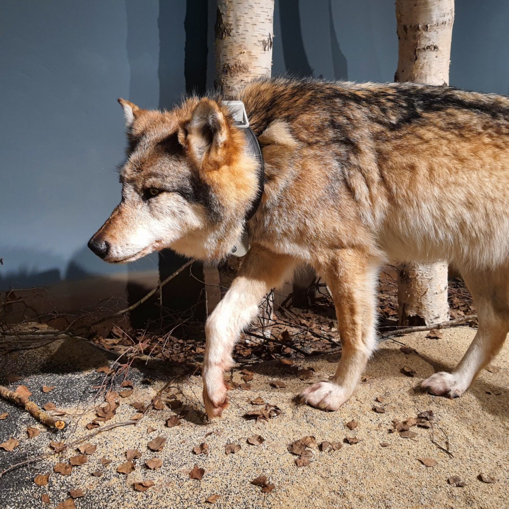 Wolf mit Sender-Halsband (© Cornelia Hebrank, 2024)