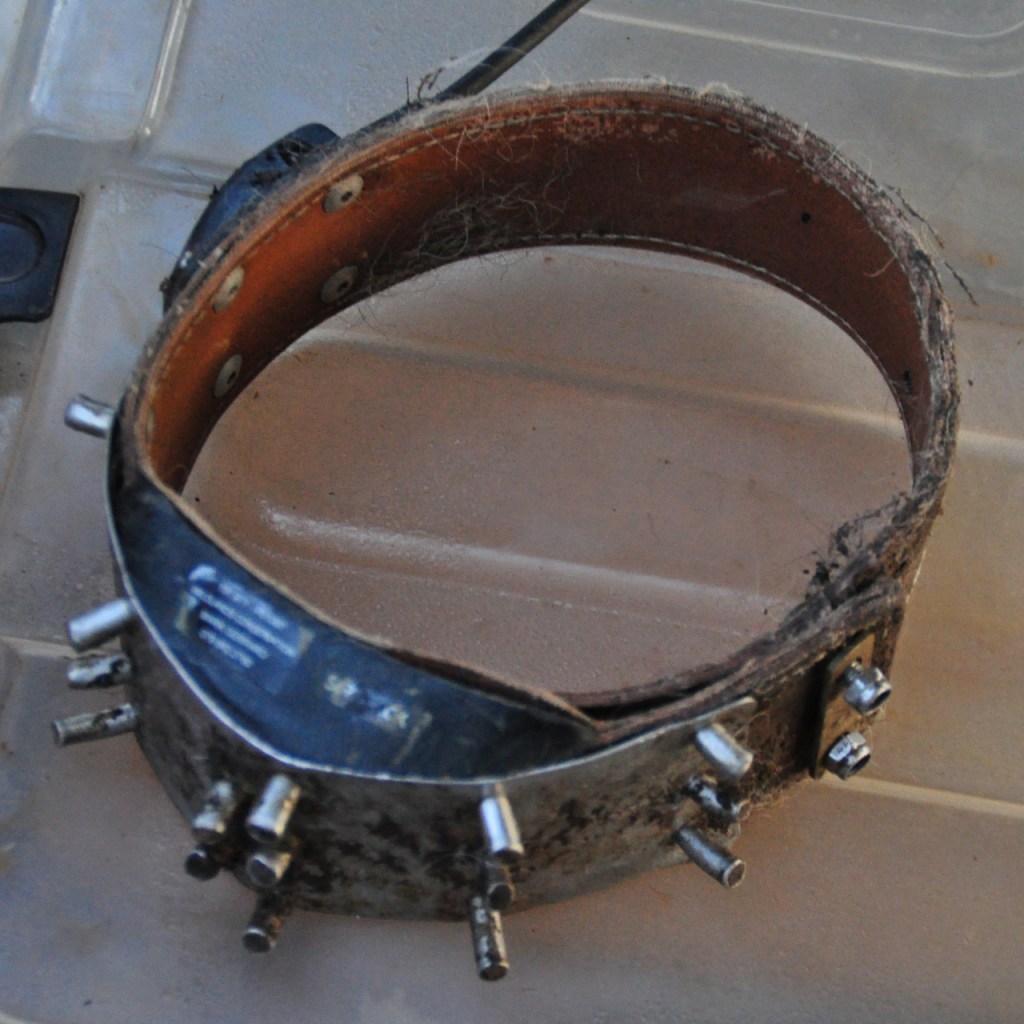 Ein Sender-Halsband, das mit metallenen Bolzen ausgestattet ist, um Drahtfallen abzuwehren (© Cornelia Hebrank, 2016)