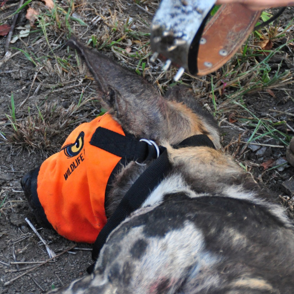 Ein betäubter Hyänenhund beim Anlegen des Sender-Halsbands (© Cornelia Hebrank, 2016)