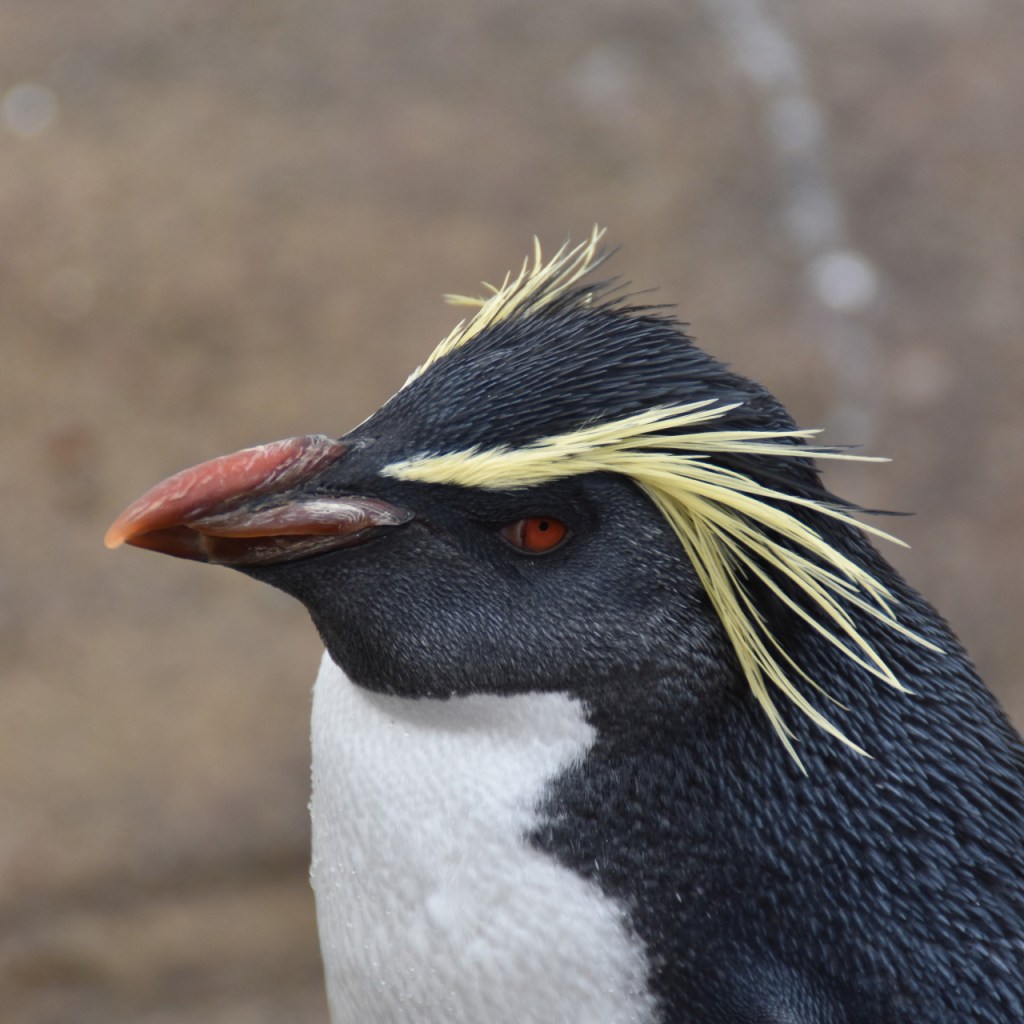 Portrait eines Pinguins (© Cornelia Hebrank, 2025)