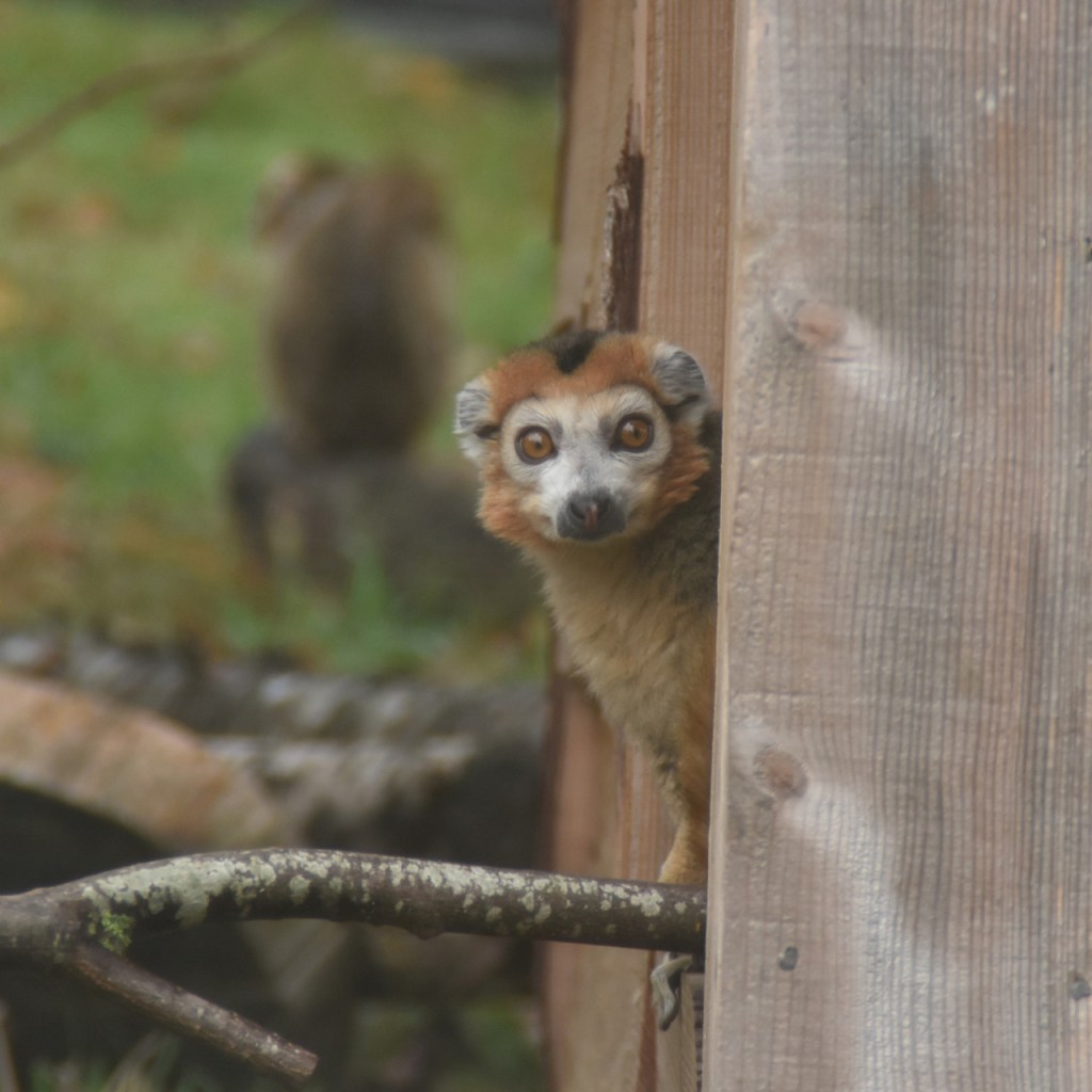 Ein Vari schaut ums Eck aus seiner Holzbox (© Cornelia Hebrank, 2025)