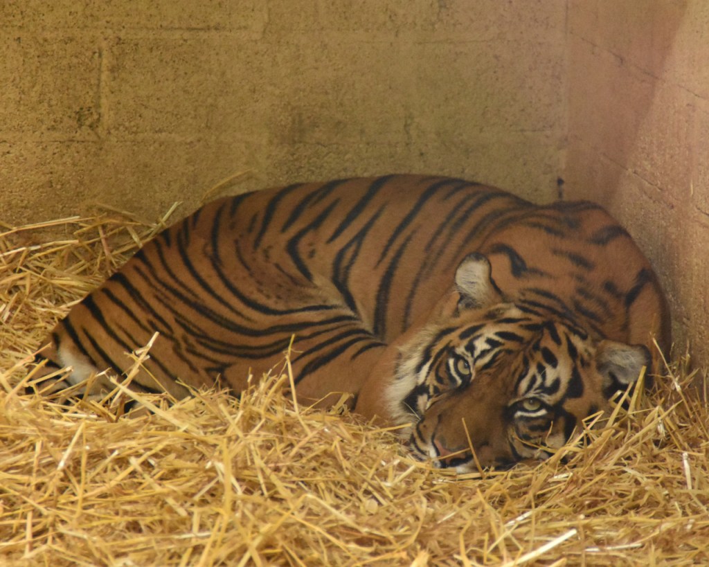 Ein Tiger hat sich auf seinem Strohbett eingerollt (© Cornelia Hebrank, 2025)