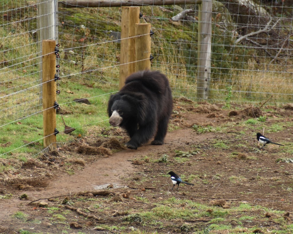 Ein Lippenbär wandert durch sein Gehege (© Cornelia Hebrank, 2025)
