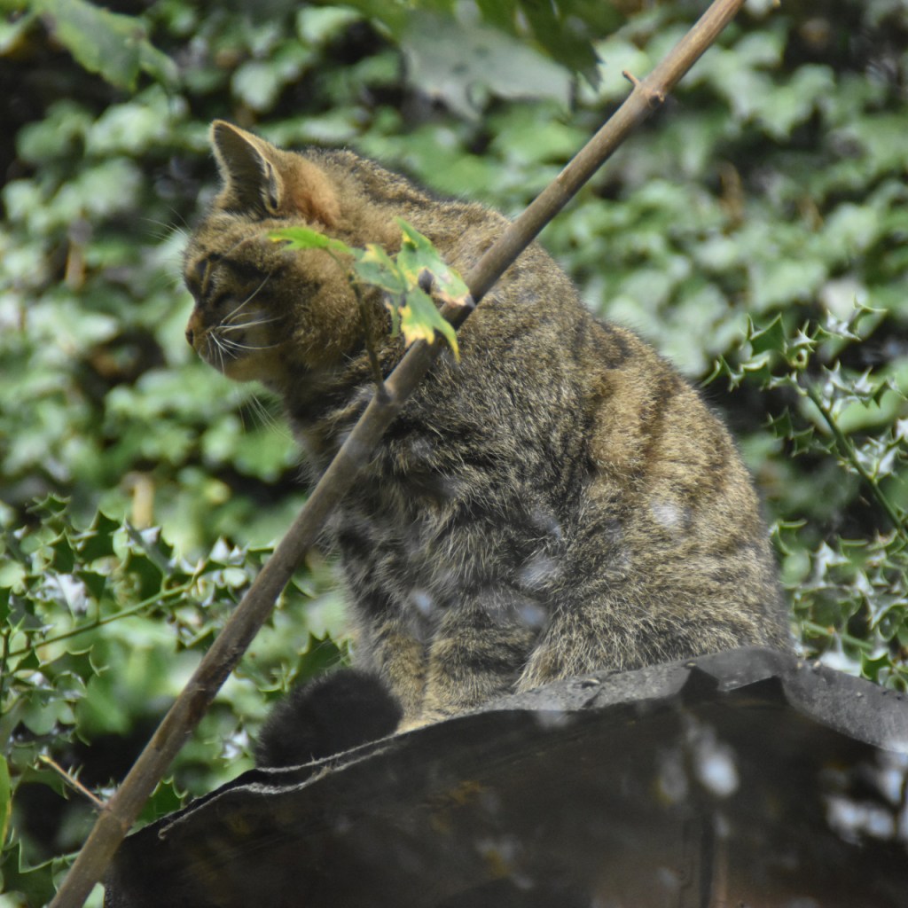 Wildkatze auf einer Holzbox (© Cornelia Hebrank, 2025)