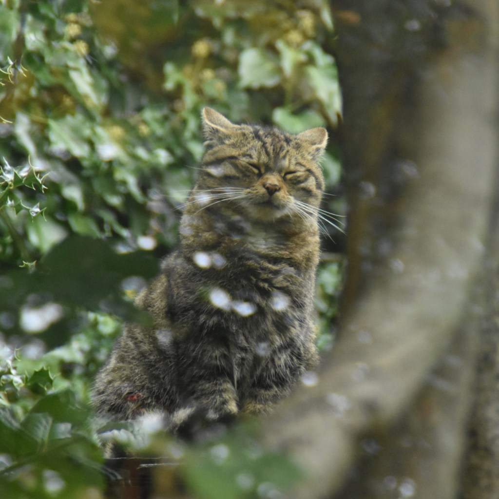 Dösende Wildkatze im Gesträuch (© Cornelia Hebrank, 2025)