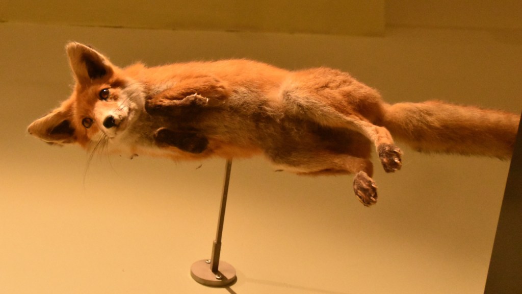 Ein ausgestopfter Fuchs im Sprung, der an der Wand befestigt ist (© Cornelia Hebrank, 2025)