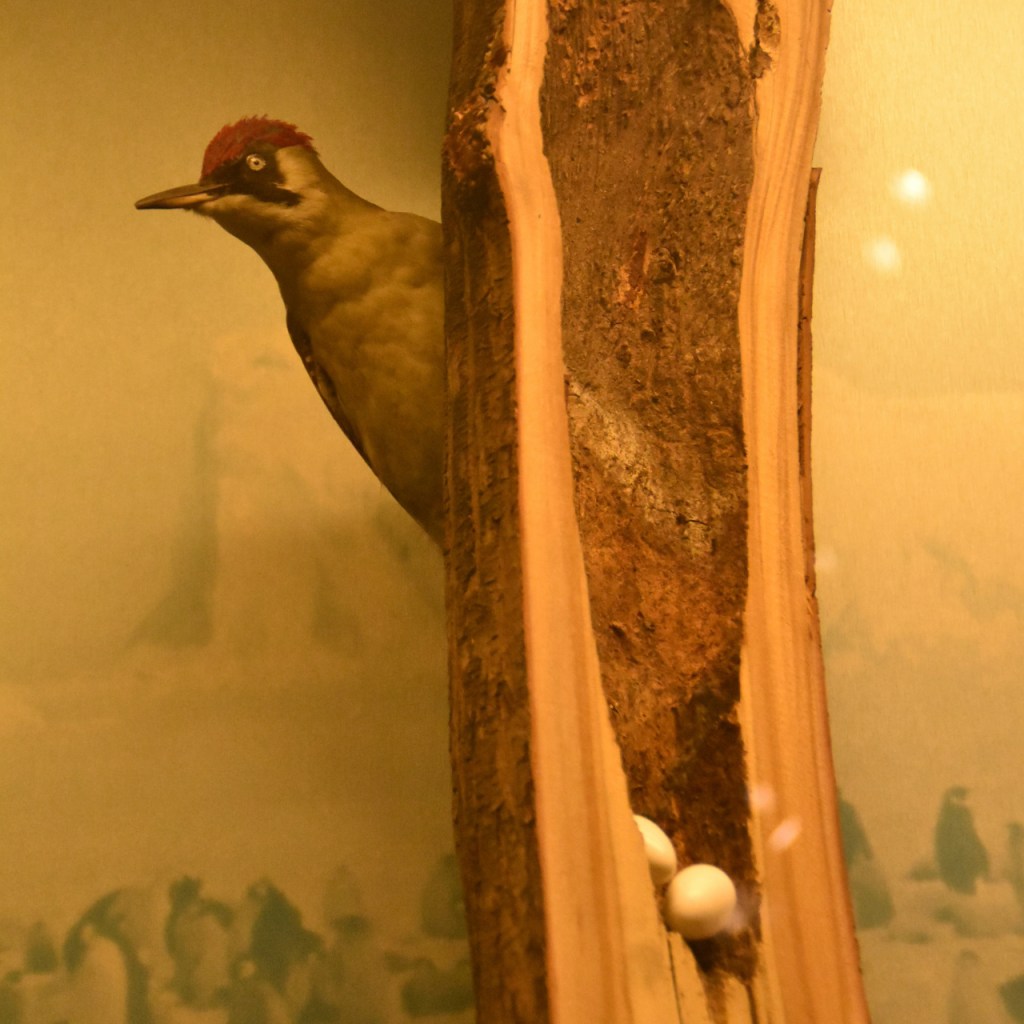 Ein ausgestopfter Specht mit seiner präperierten Höhle (© Cornelia Hebrank, 2025)