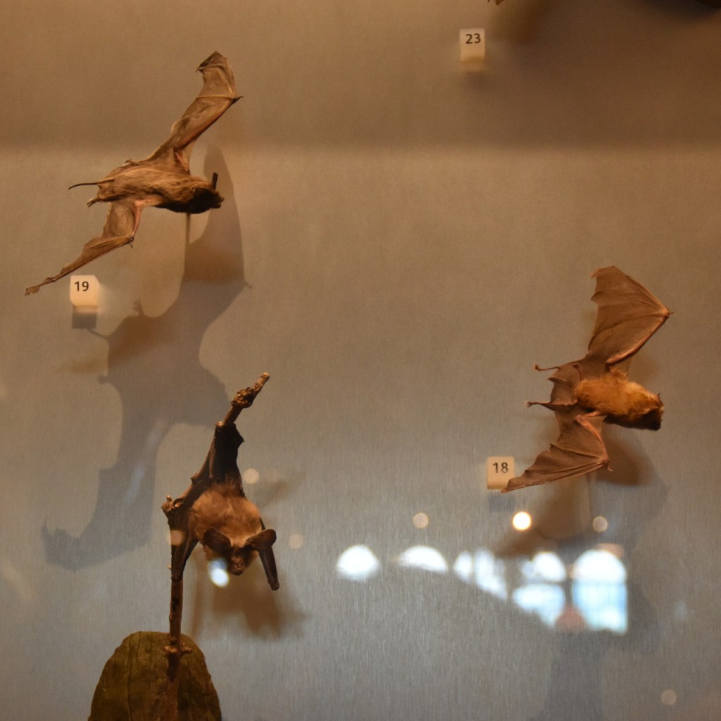Drei ausgestopfte Fledermäuse verschiedener Arten (© Cornelia Hebrank, 2025)