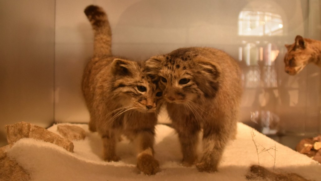 Zwei ausgestopfte Pallaskatzen (© Cornelia Hebrank, 2025)