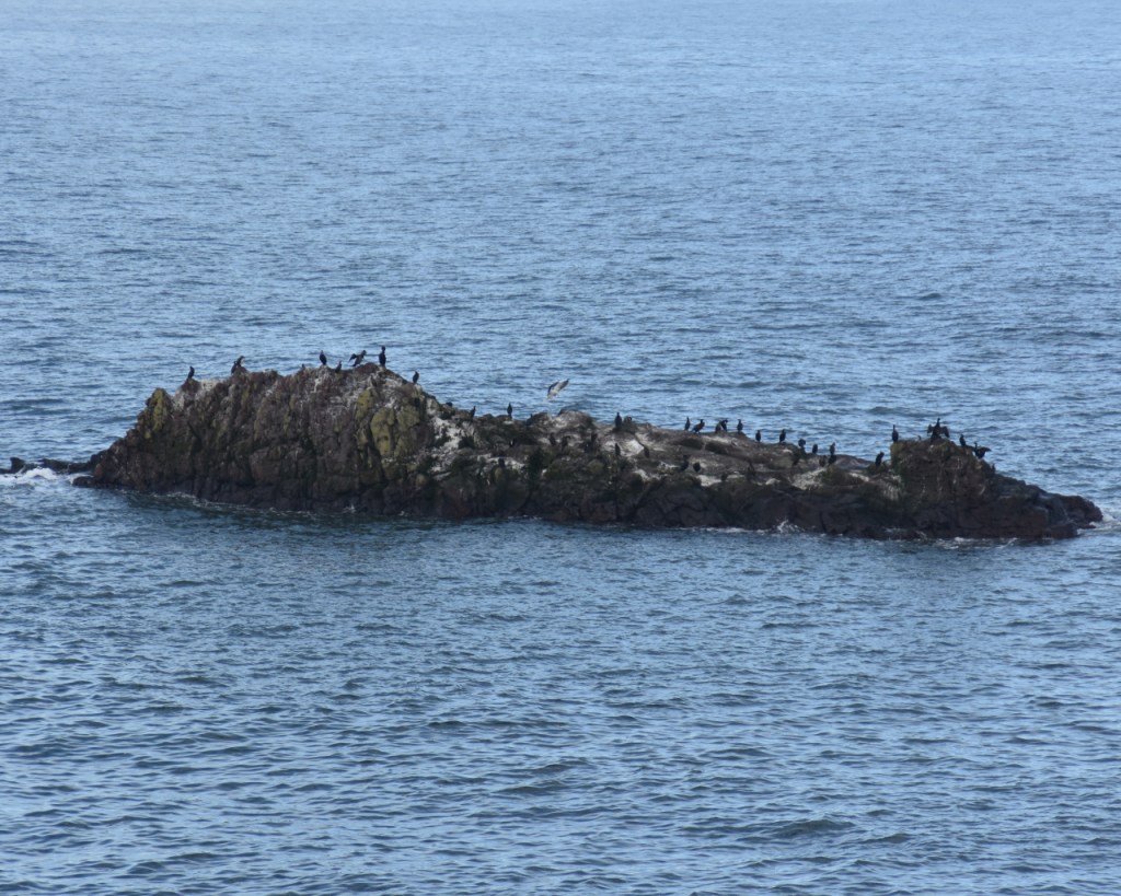 Eine kleine Steinerhebung voller Kormorane (© Cornelia Hebrank, 2025)