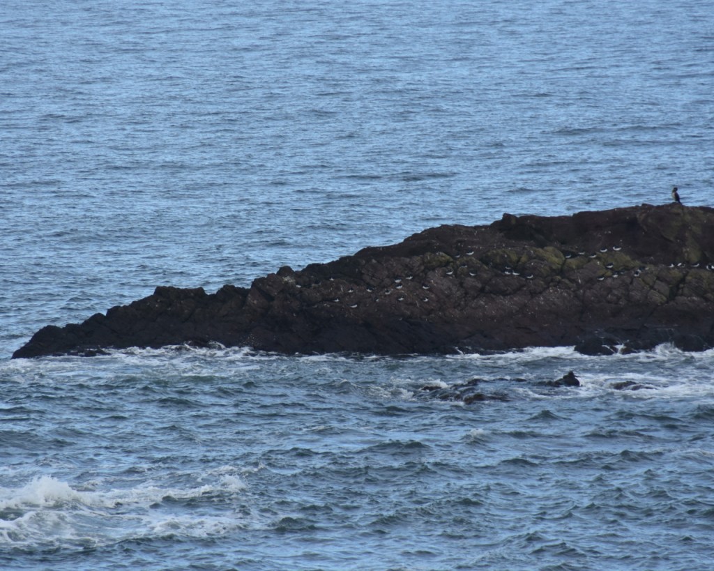 Eine Steinerhebung mit Möwen und anderen Seevögeln (© Cornelia Hebrank, 2025)