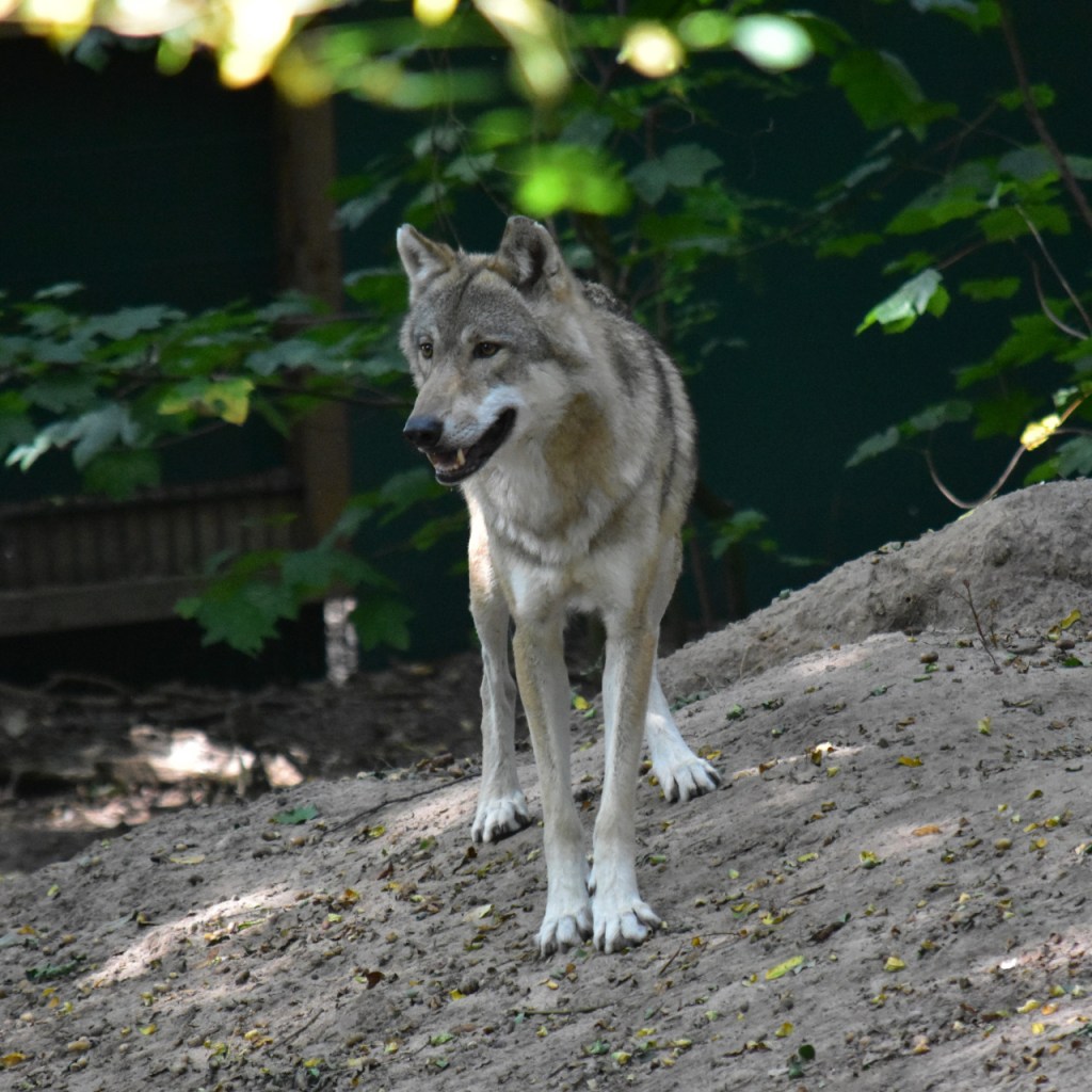 Ein Wolf auf einem Hügel (© Cornelia Hebrank, 2024)