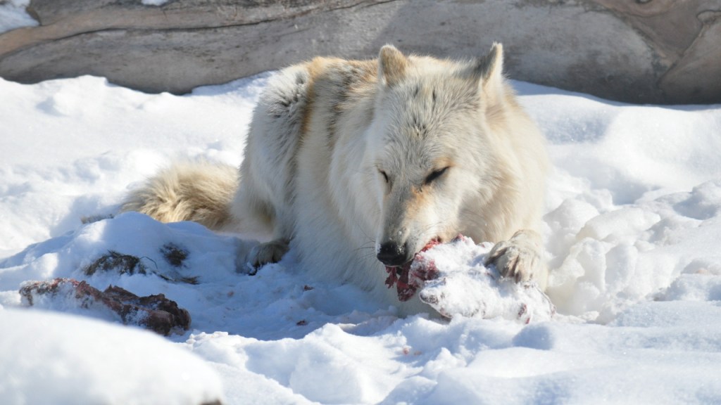 Ein Wolf beim Fressen im Schnee (© Cornelia Hebrank, 2014)