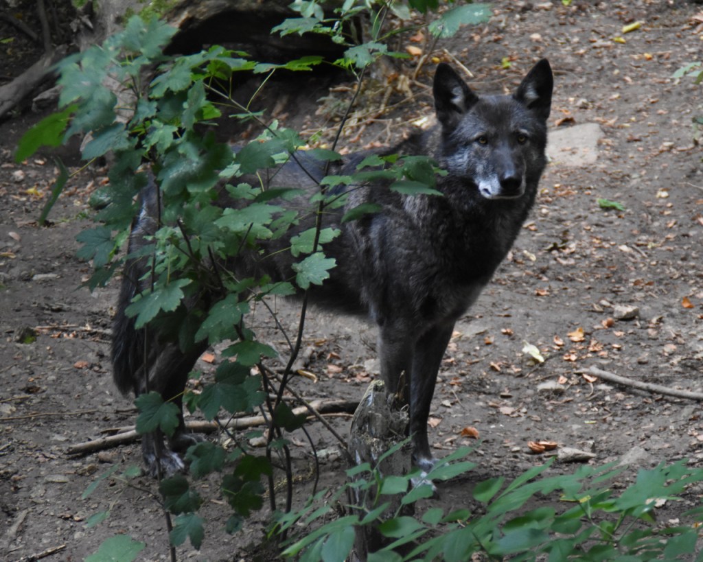 Wölfe – Rückkehr nach&nbsp;Deutschland