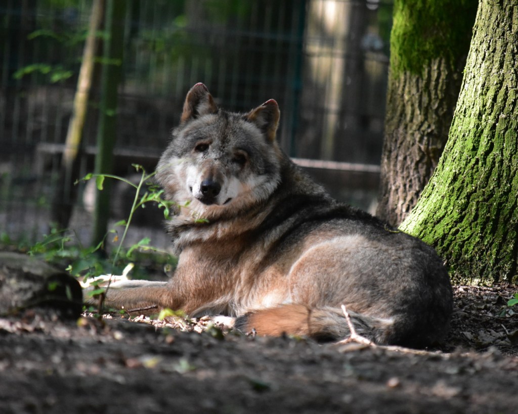 Ein liegender Wolf im Wald (© Cornelia Hebrank, 2024)