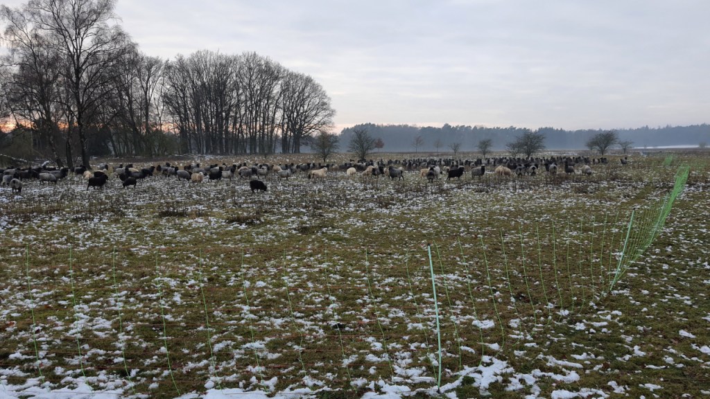 Eine Schafsherde hinter einem mobilen Zaun (© Cornelia Hebrank, 2024)