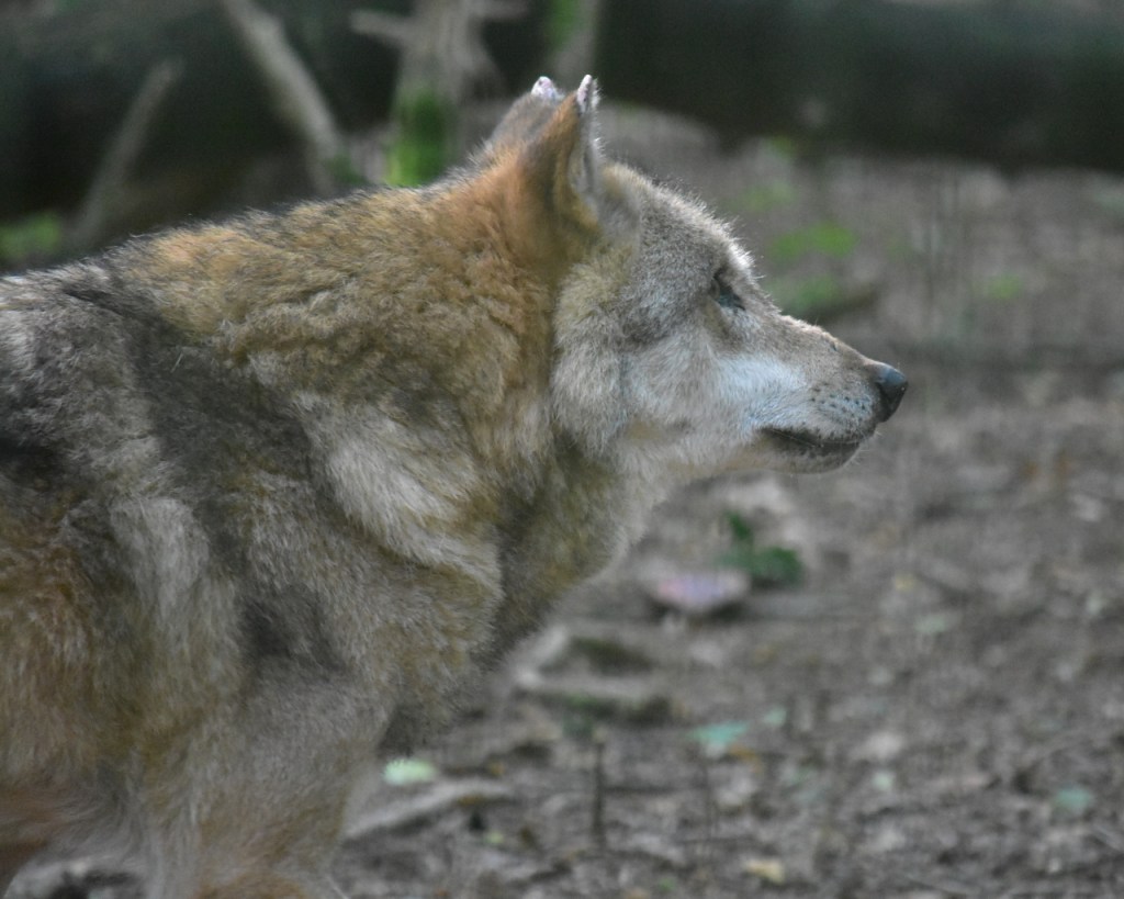 Ein Wolf schaut interessiert zur Seite (© Cornelia Hebrank, 2024)