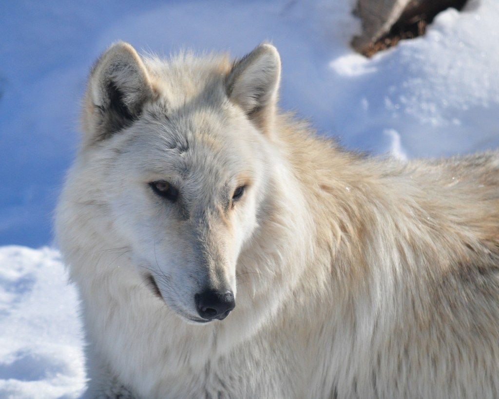 Ein Wolfsportrait im Schnee (© Cornelia Hebrank, 2014)