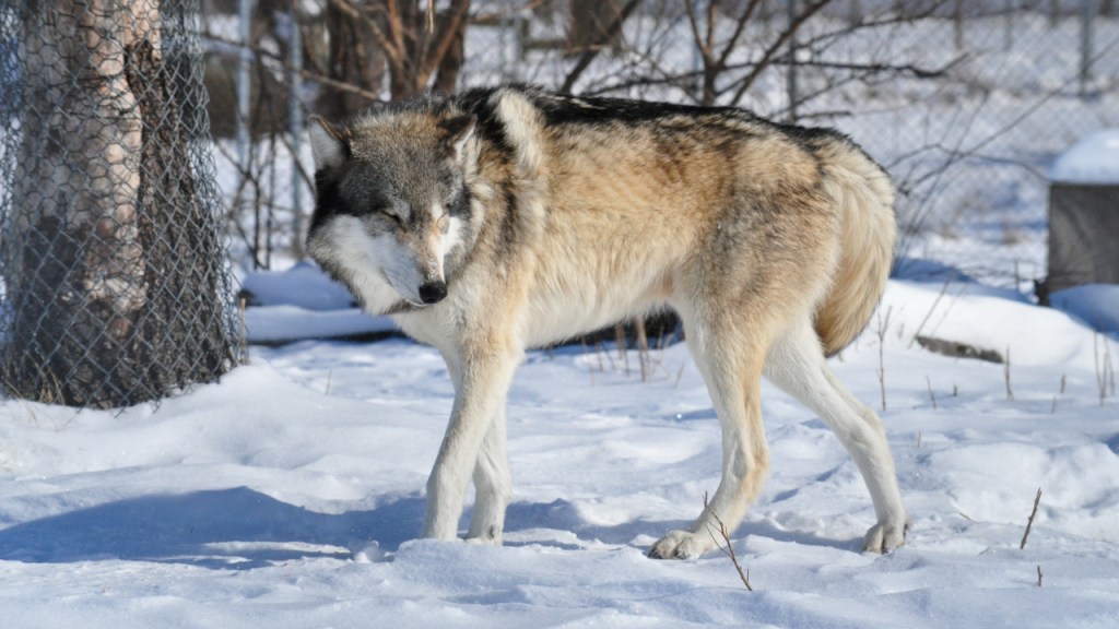 Ein laufender Wolf im Schnee (© Cornelia Hebrank, 2014)