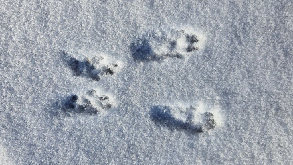Ein Winterspaziergang – oder: Spuren im&nbsp;Schnee