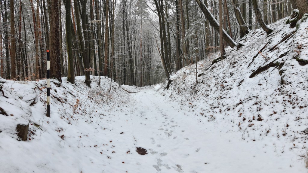 Ein zugeschneiter Weg durch einen Wald (© Cornelia Hebrank, 2026)