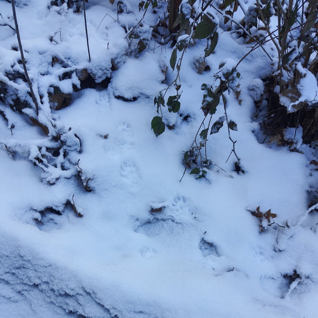 Pfotenabdrücke im Schnee (© Cornelia Hebrank, 2026)