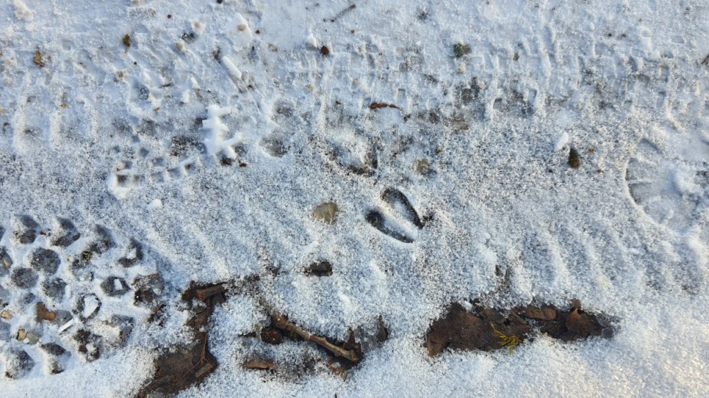 Eine Reh-Spur auf einem kleinen Weg (© Cornelia Hebrank, 2026)