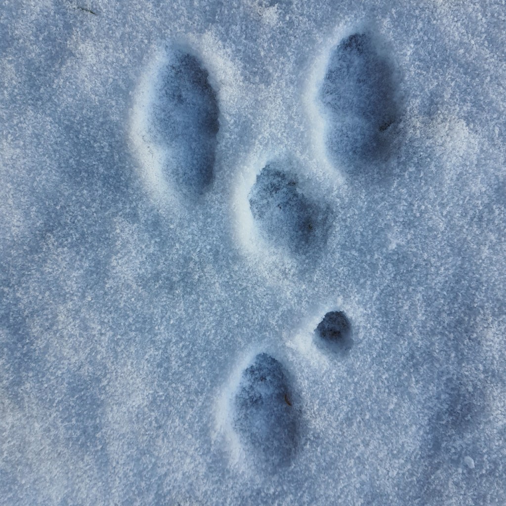 Hasenspuren im Schnee (© Cornelia Hebrank, 2026)