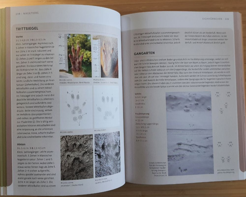 Detailansicht des Eintrags zu Eichhörnchen mit weiteren Infos zu deren Spuren
