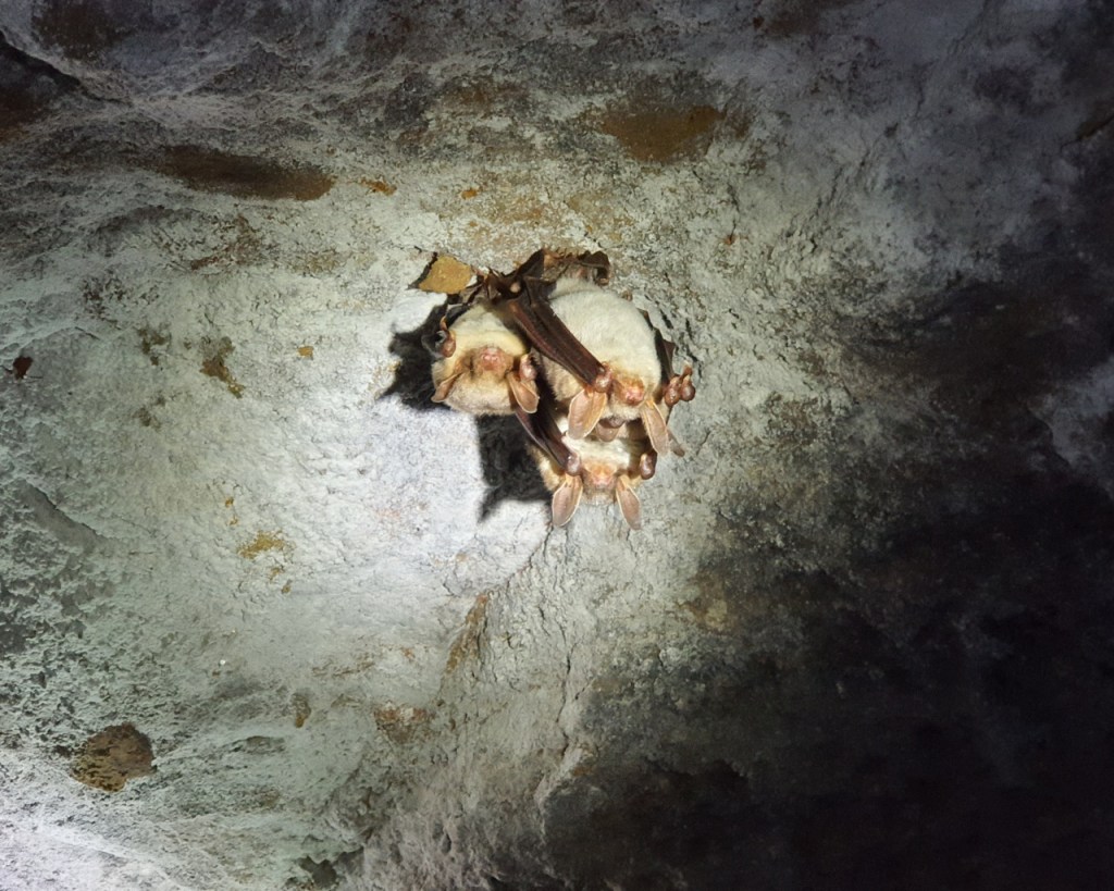 Drei Mausohren hängen an einer Kellerdecke (© Cornelia Hebrank, 2025)