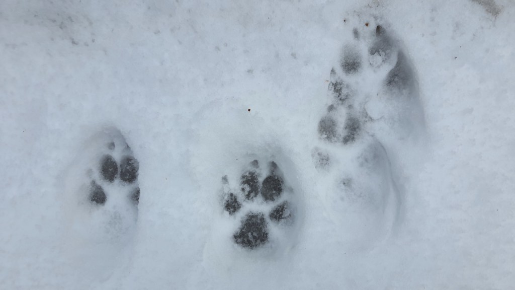 Pfotenabdrücke im Schnee (© Cornelia Hebrank, 2025)