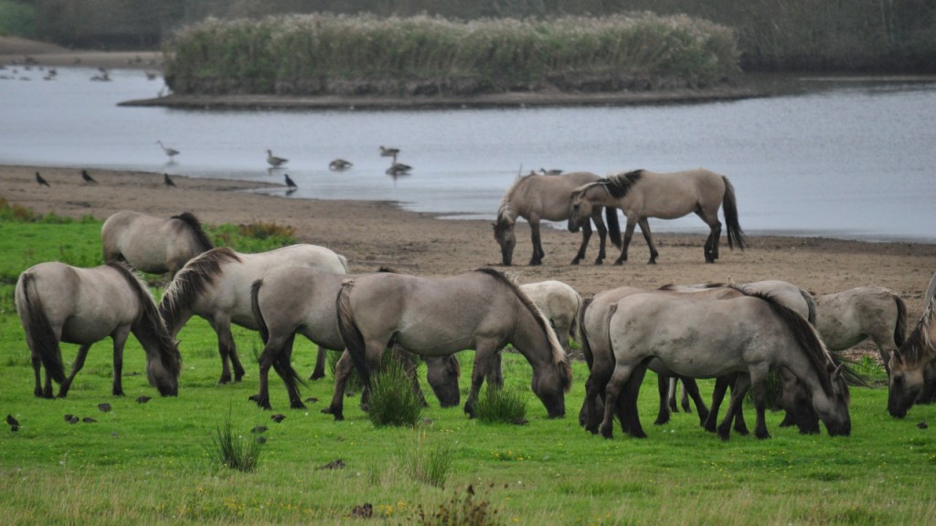 Wildpferdeherde am Grasen (© Cornelia Hebrank, 2016)