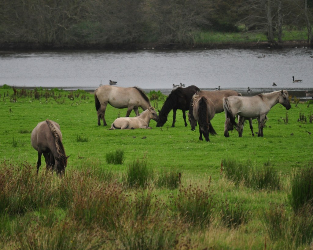 Ein Teil der Herde mit einem Fohlen (© Cornelia Hebrank, 2016)