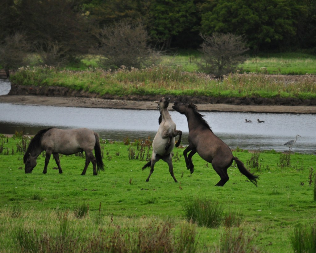 Zwei Wildpferde in einem Scheinkampf (© Cornelia Hebrank, 2016)