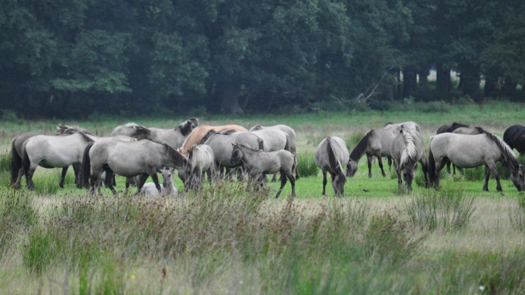 Gemütliche Herde von Wildpferden (© Cornelia Hebrank, 2016)