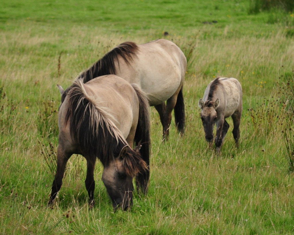 Wildpferde – Evolution und&nbsp;Auswilderung