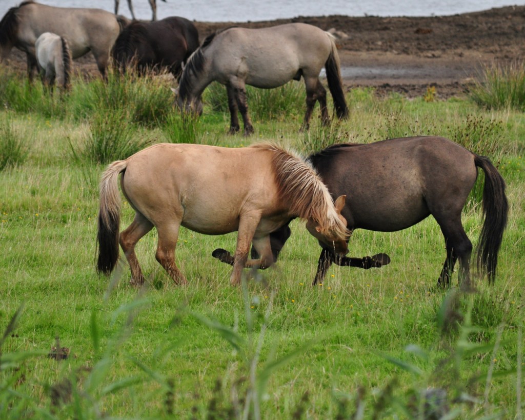 Zwei Wildpferde bei der gegenseitigen Fellpflege (© Cornelia Hebrank, 2016)