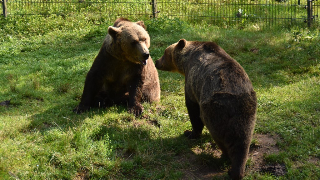 Zwei Bären brummen sich an (© Cornelia Hebrank, 2025)