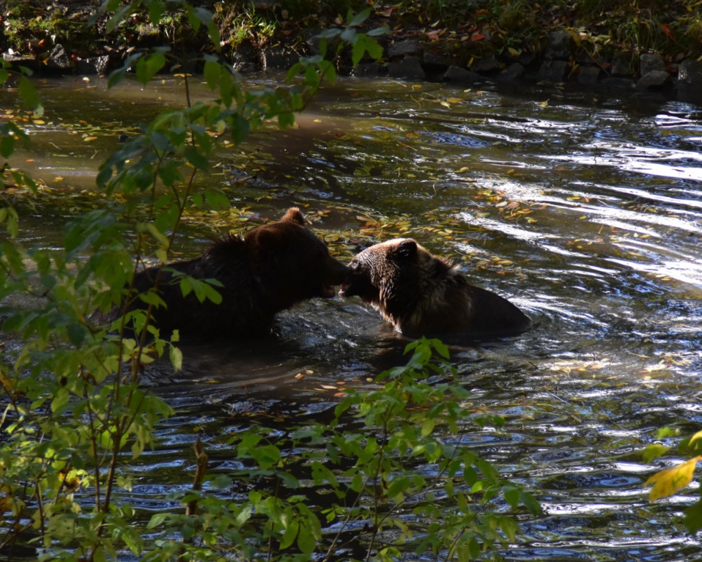 Zwei junge Bären spielen im Wasser (© Cornelia Hebrank, 2022)