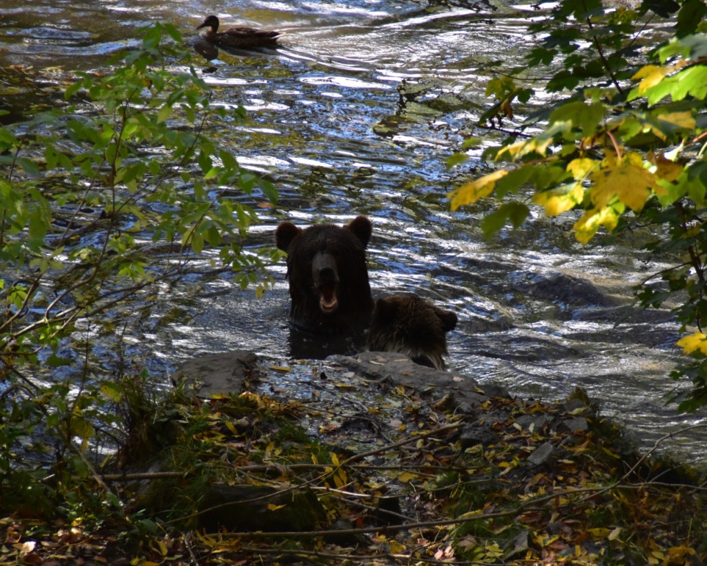 Blick auf die spielenden Jungbären von vorne (© Cornelia Hebrank, 2022)