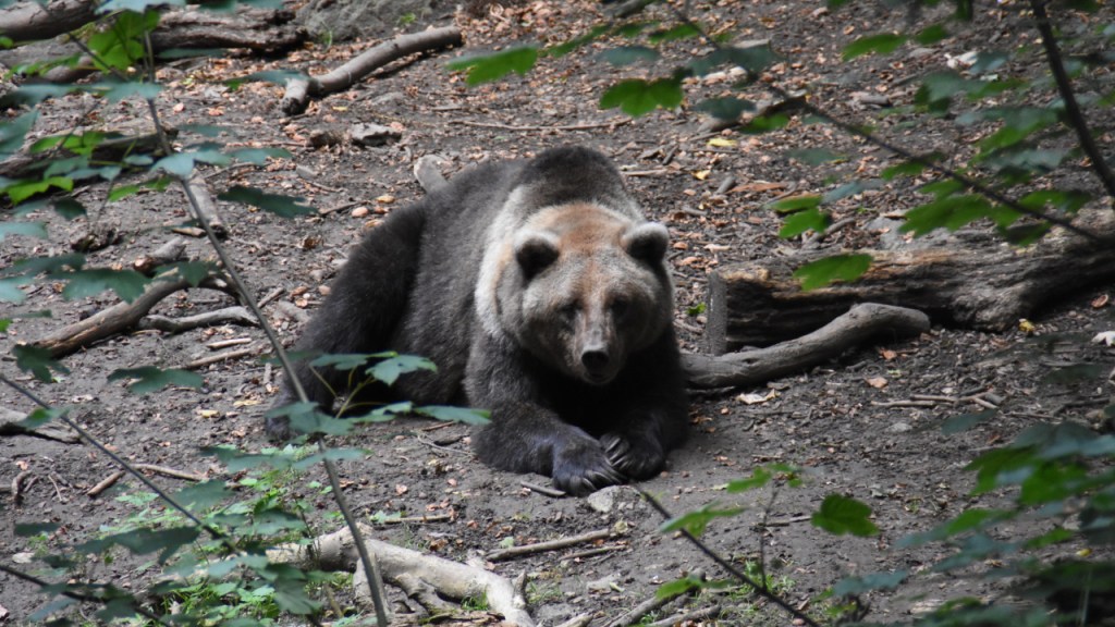 Ein gemütlich liegender und ausruhender Bär (© Cornelia Hebrank, 2021)