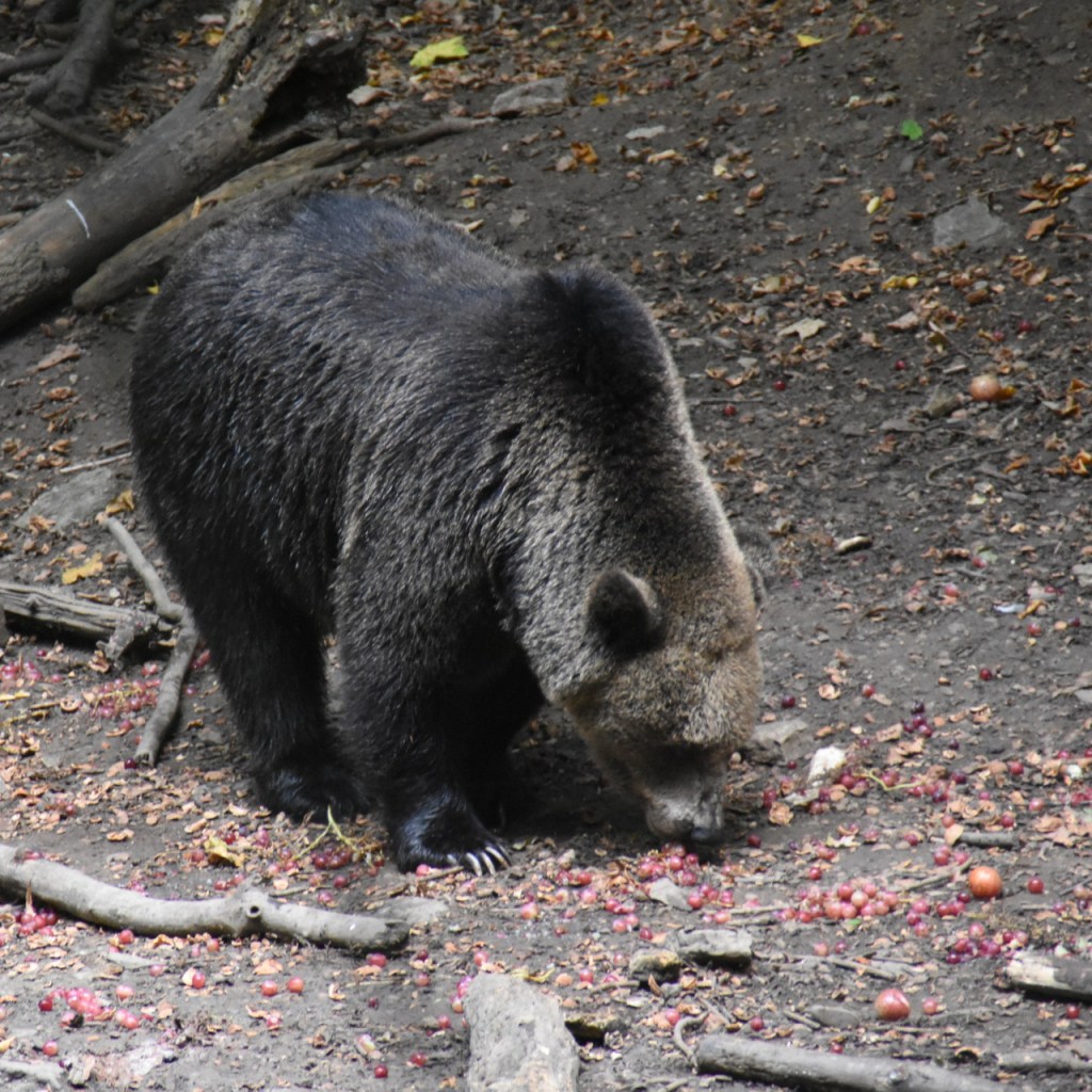 Ein Bär bei der Futtersuche auf dem Boden (© Cornelia Hebrank, 2021)